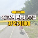 하리교 밑 은행나무 | 곡교천 은행나무길, 자전거 대여해서 6,7세 아이와 탄 후기