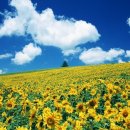 해바라기 이미지