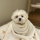 마롱스테이 이미지