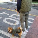 강아지 겨울옷 보호자와 함께 입는 커플룩 페티앤 버디 베스트 산책룩
