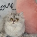 고양이 미용 미오 이미지