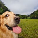 위드미도그 이미지