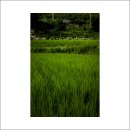 안심2리 이미지