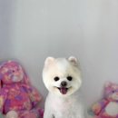 프리펫살롱 이미지