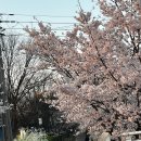 계양경기장-서운체육공원 | 인천 벚꽃 계양구 서부간선천(서부천,서부간선수로,서운체육공원,계양경기장) 4월11일 개화현황