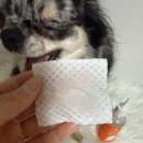 헬로(Hello)어.빵 | HELLO MY PET 헬로마이펫 강아지눈물자국 멍뭉 눈물 세정제 사용 후기 🐶💧