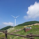 평창 청옥산 육백마지기 하얀꽃 샤스타데이지 개화상황