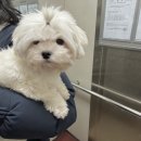 지혜롭개 이미지