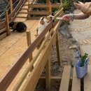 포천대신동물병원 | 국내유일! 테디베어소 직접 쓰다듬을 수 있는 포천 가볼만한곳 마이애니멀스토리 데이트 후기