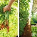 뱅델올리브 이미지