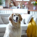 반려동물과함께하는#설렘 이미지