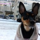 꽃순이PC 이미지