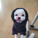 관저펫미용 이미지