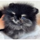 향기나는 강아지 이미지