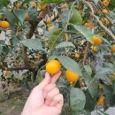 감귤박물관 이미지