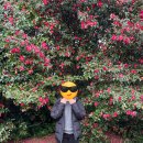 카멜리아힐 | 제주도 동백꽃 명소 '카멜리아 힐’ 1월 실시간 방문 후기