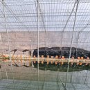 조마낚시터 이미지