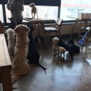 도그앤미 이미지