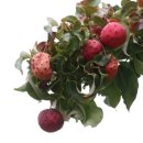 고와1교 이미지