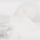 월하화 Daum카페