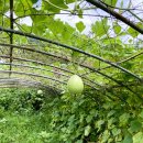 흥부네이야기 이미지