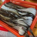 진동돌장어 이미지