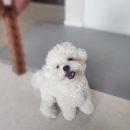 이미지덴탈 | 풀무원아미오 강아지 덴탈껌 내돈내산 솔직후기
