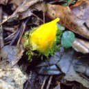 봄의언덕 이미지