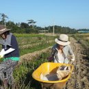 비금농장 이미지