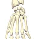 손목과 손가락관절 임상운동 해부학(근육) 이미지