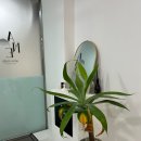 에이원헤어라인 이미지