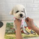 소풍애견미용 이미지