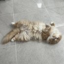 죽전동물메디컬센터 | 대구 24시 동물 병원/고양이 대기실이 있는 죽전동물메디컬센터/고양이턱드름 비대면 진료 솔직후기