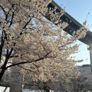 뚝섬한강공원-24 | 서울 벚꽃 데이트 추천 2026 뚝섬한강공원 벚꽃 실시간 만개 상황 +서울숲 후기