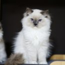 랙돌캐터리 알렉산더돌스 이미지