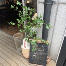 오이지coffee