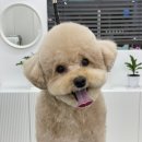 로에펫 이미지