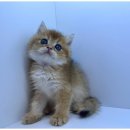 도그마루 고양이 강아지 무료분양 이미지