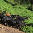 전남흑염소농장 이미지