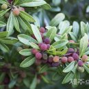 소귀나무(Myrica rubra(Lour.) Siebold & Zucc.) 이미지