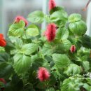 여우꼬리 이미지