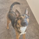 도그헬퍼 이미지