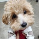 유이애견샵 이미지