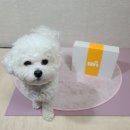 와이(y) 동물병원 이미지