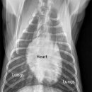 탑스동물병원 이미지