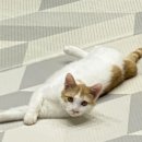 꿈냥꿈냥 이미지