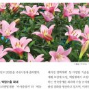 백합사 이미지