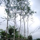 원주허브팜식물박물관 이미지