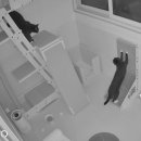 오형제보석 이미지