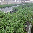 클로버농장 이미지